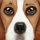 Ultimate Dog Simulator