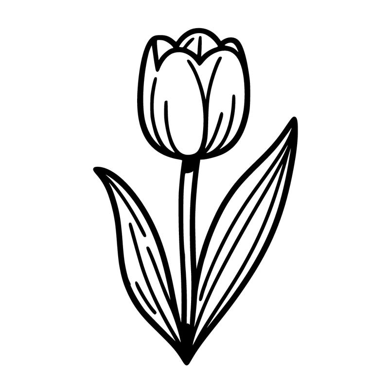 one single tulip