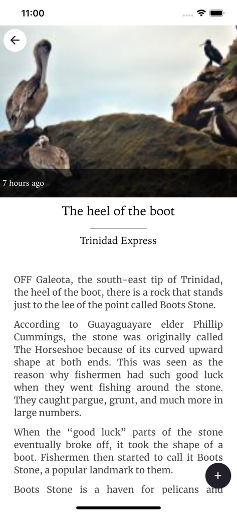 Trinidad Express Newspapers - A news article in the Trinidad Express app titled The heel of the boot featuring a photo of pelicans on a rock.