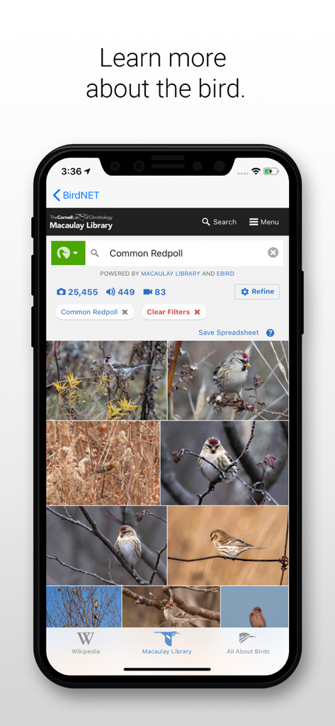 Pantalla de la aplicación BirdNET mostrando fotos e información científica para una especie de ave Jilguero europeo de la Macaulay Library