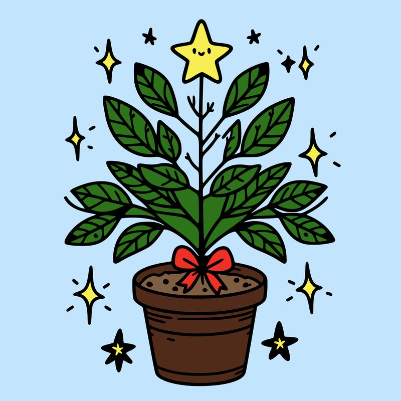 christmas plant