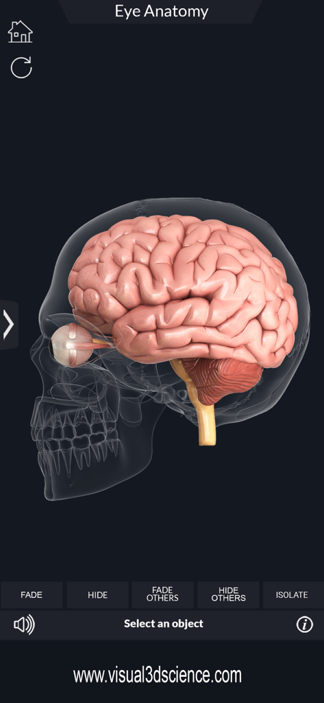 A 3D anatomical rendering of the human eye and brain within a transparent skull from the My Eye Anatomy mobile app