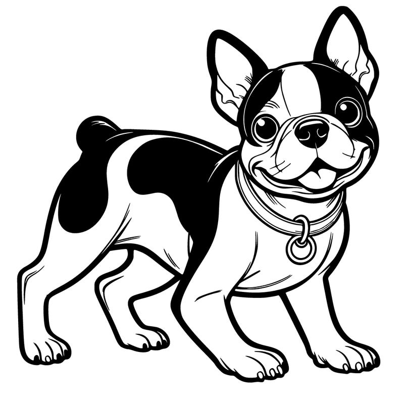 boston terrier