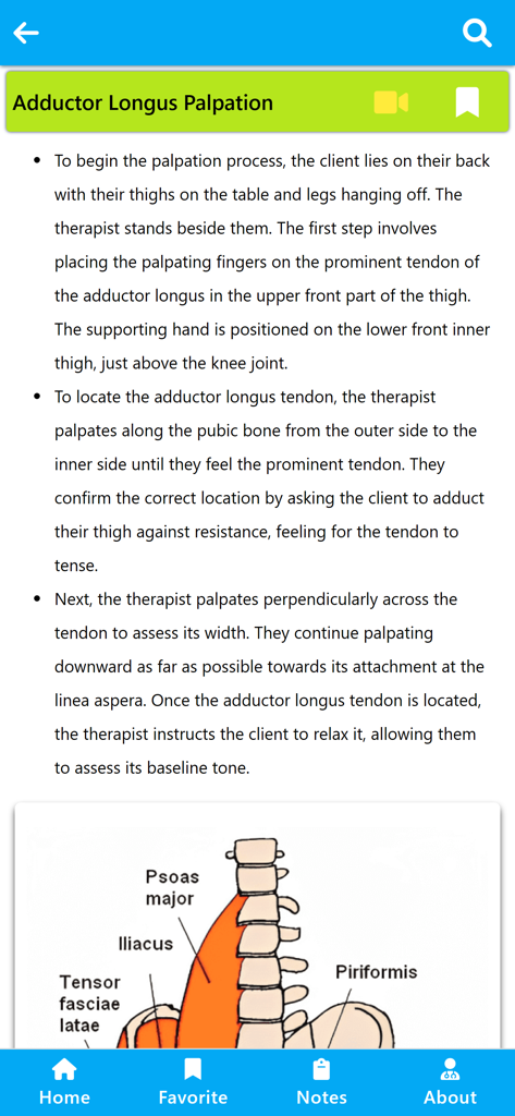 Physiotherapy Learning - Lehrbildschirm mit Anweisungen zur Palpation des M. adductor longus mit einem anatomischen Diagramm der Hüft- und Beckenmuskulatur.