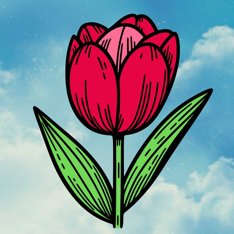 tulip