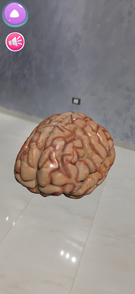 A detailed 3D human brain model shown in augmented reality on a floor