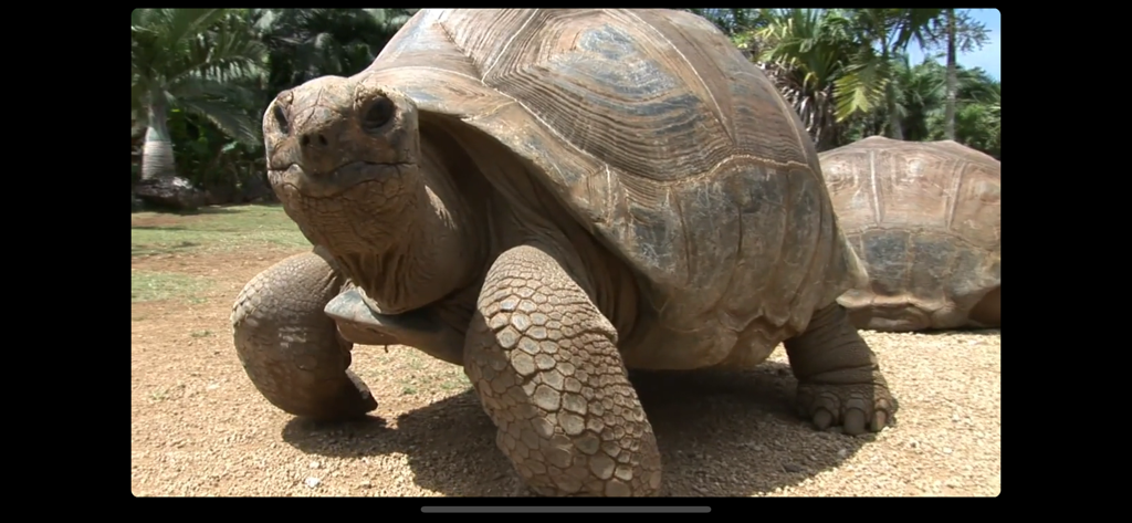 Video Touch: Wild Animals - A close up high definition image of a giant tortoise in its natural environment