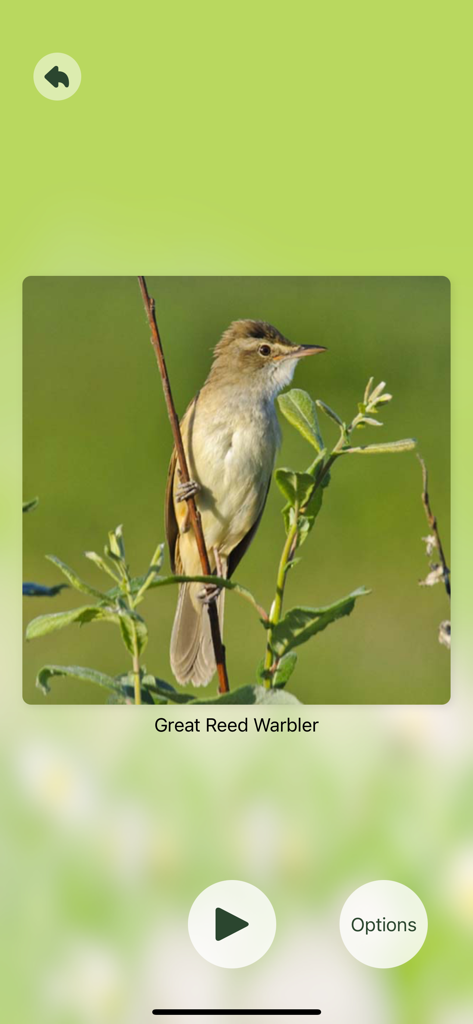 A Great Reed Warbler identification screen on the Chirp app with a bird photo and play button