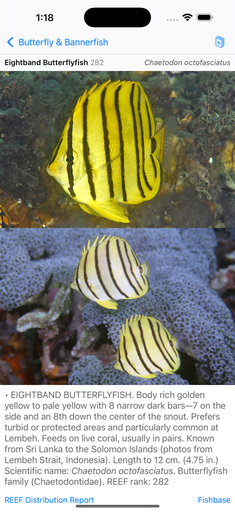 Schermata informativa dettagliata per il pesce farfalla a otto bande che mostra foto di identificazione e testo descrittivo nell'app North Sulawesi Fish ID.