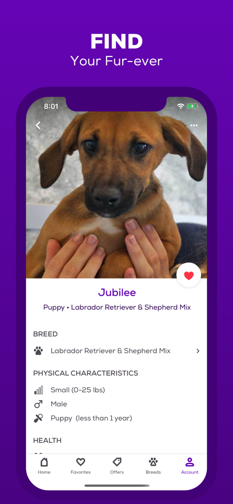 Petfinder - Adopt a Pet - Profile of a Labrador Retriever and Shepherd Mix puppy named Jubilee on the Petfinder app interface