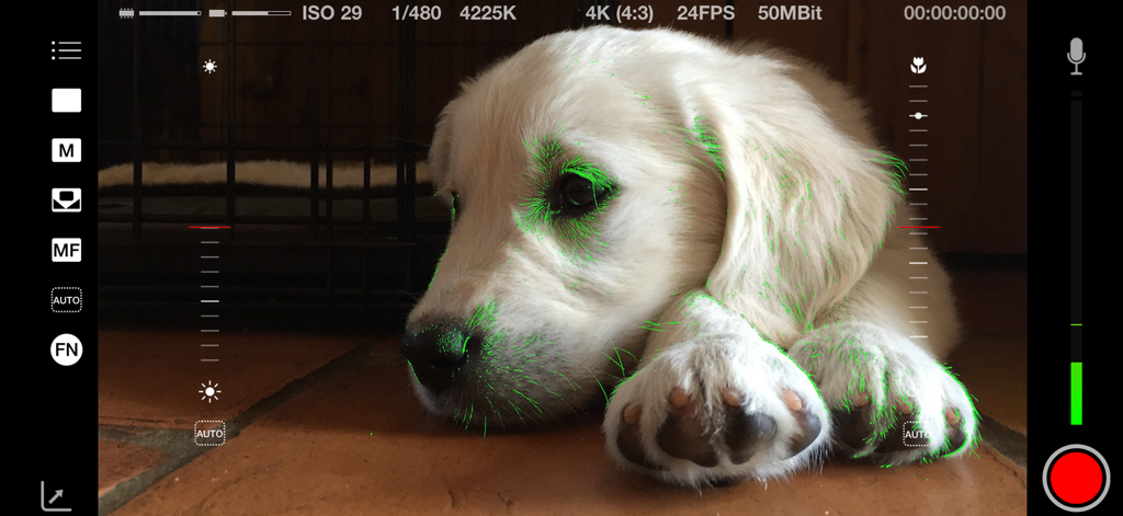 Mavis - Camera Classic - Mavis Camera Classic app interface showing green focus peaking and manual controls while filming a puppy.