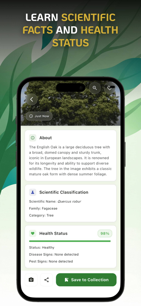 Tree Identifier : Leaf Finder - Treely app screen showing scientific facts and health status for an English Oak