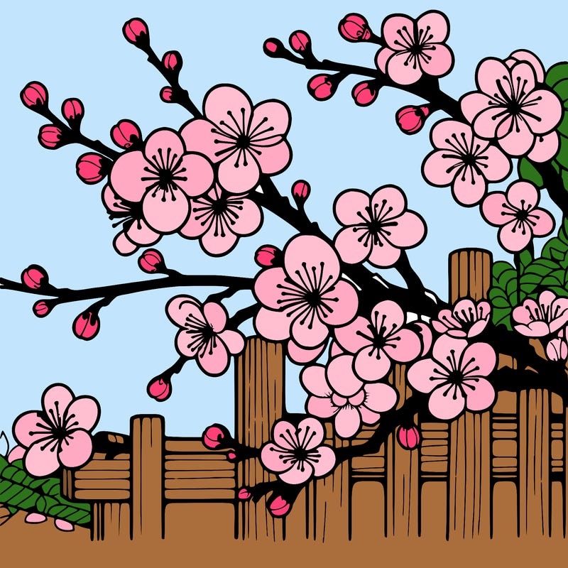 japan cherry blossom