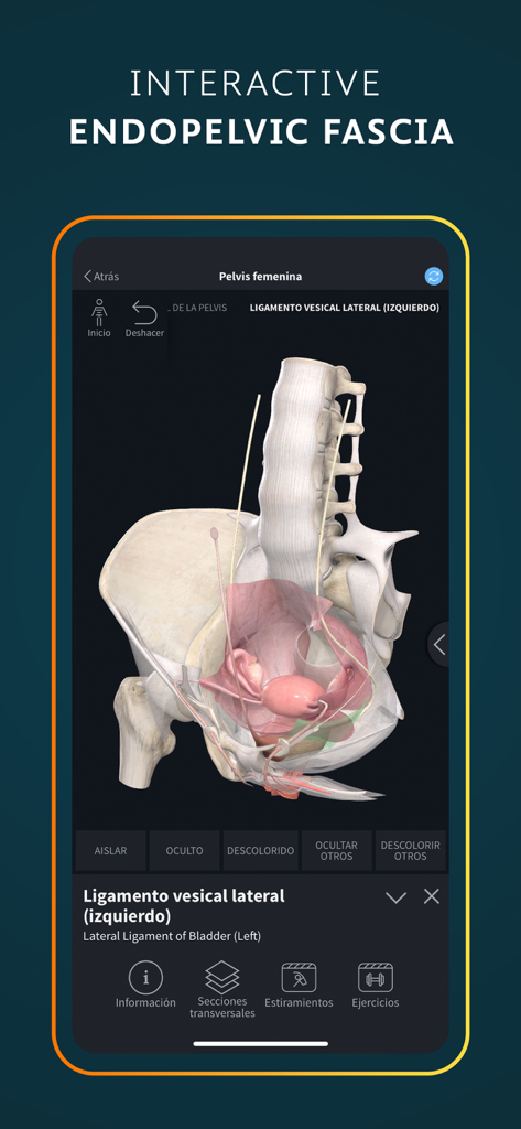 A detailed 3D anatomical model of the female pelvis showing the endopelvic fascia and ligaments on a mobile app interface