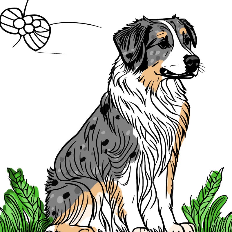 australian shepherd