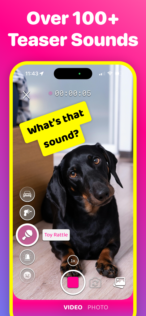 Dog & Pet Translator: DogCam - Ein Dackel neigt den Kopf als Reaktion auf ein Rasselgeräusch in der DogCam App-Oberfläche