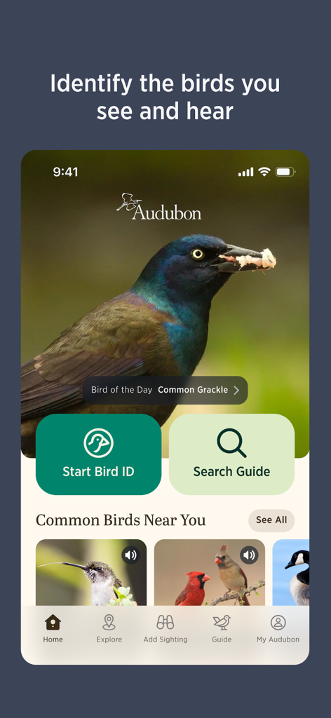 Audubon Bird Guide - Audubon Bird Guide mobile app interface showing bird identification tools and a field guide search
