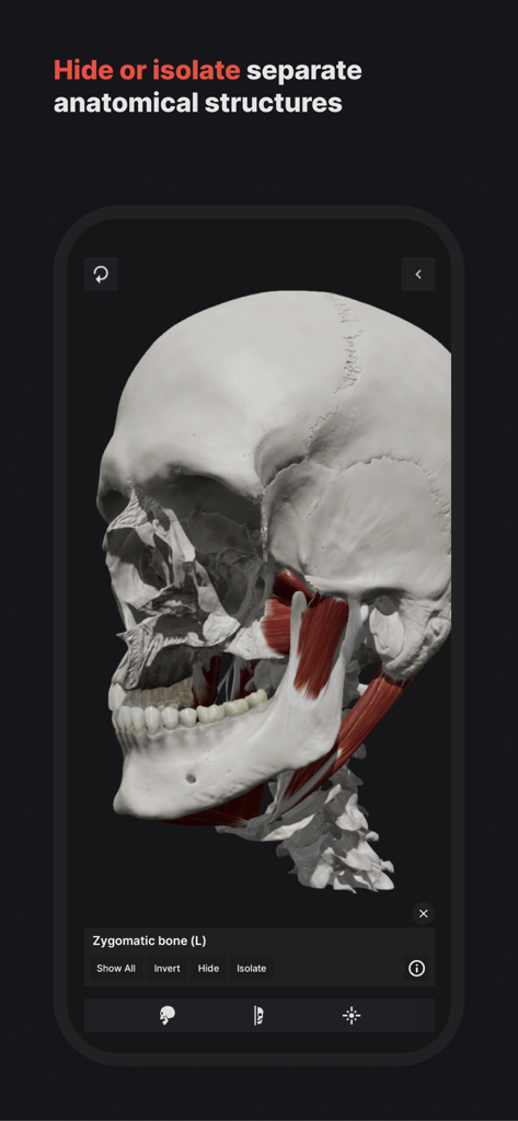 3D-Modell eines menschlichen Schädels und der Kiefermuskulatur mit Werkzeugen zur anatomischen Isolation