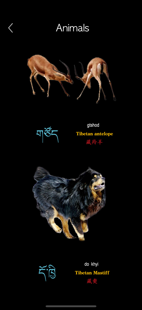 Tibetan Words & Writing - Captura de pantalla de la aplicación Palabras y escritura tibetanas mostrando la sección de vocabulario de animales con antílopes tibetanos y mastines tibetanos