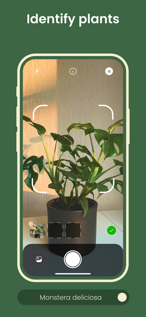 Plant ID ~ Identify Plants - Plant ID app interface identifying a Monstera deliciosa plant using the camera scanner