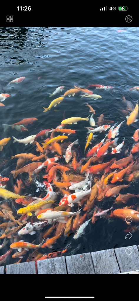 Interfaccia dell'app VidVid che mostra un video di pesci koi con un'icona a forbice per dividere i contenuti.