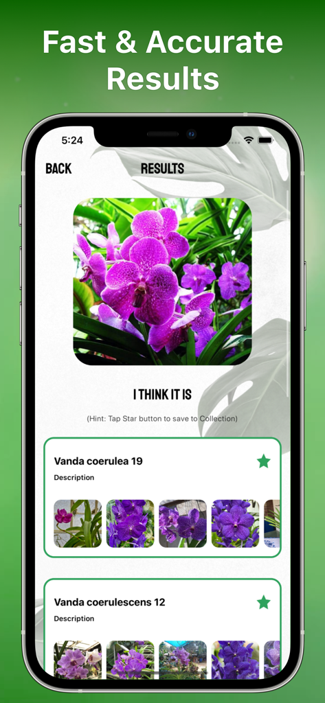 Mobile app screen showing the identification results for a purple orchid flower