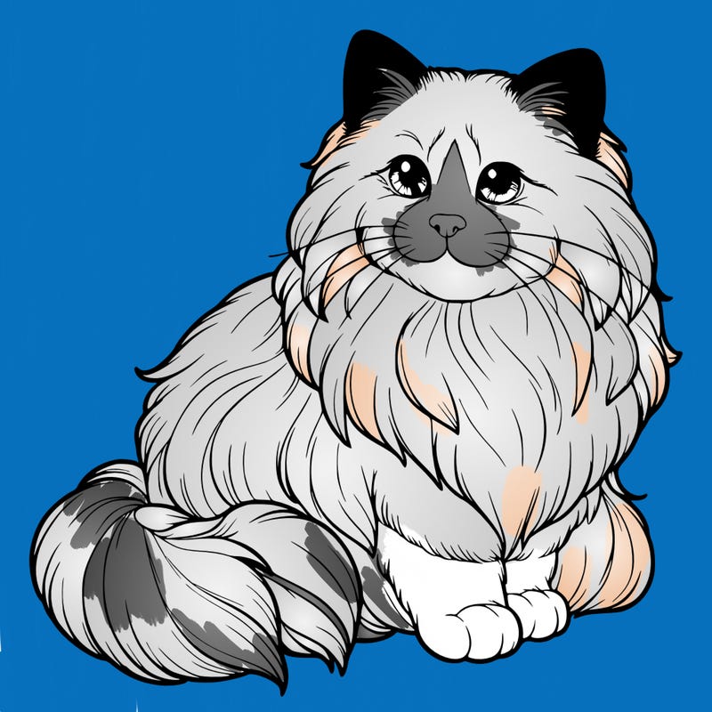 ragdoll cat