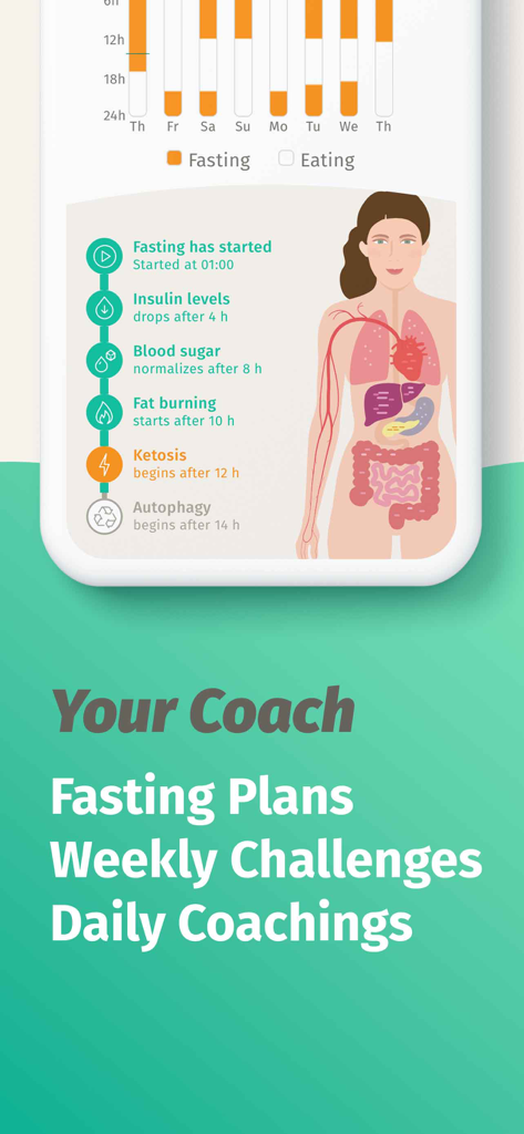 BodyFast app interface displaying a weekly fasting schedule and the biological stages of fasting on a human body illustration