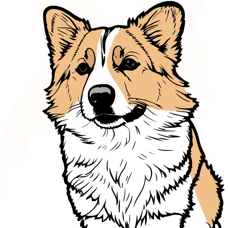 corgi