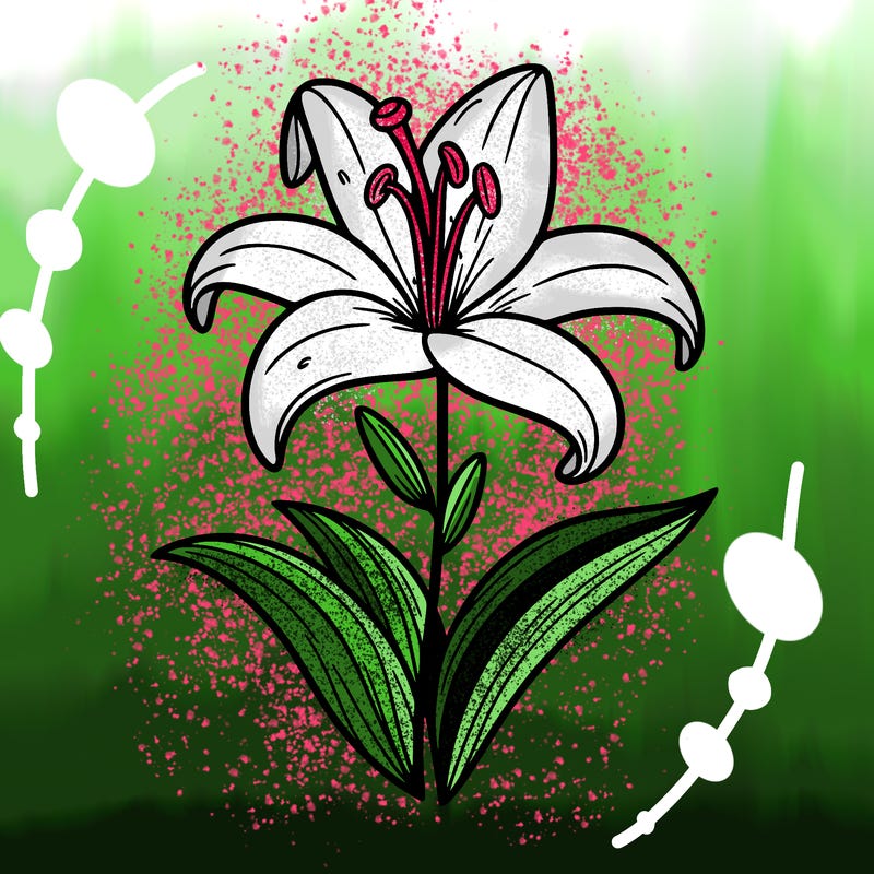 lilly flower