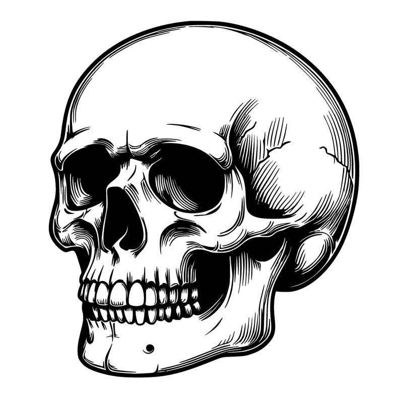 realistic skull