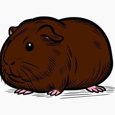 guinea pig