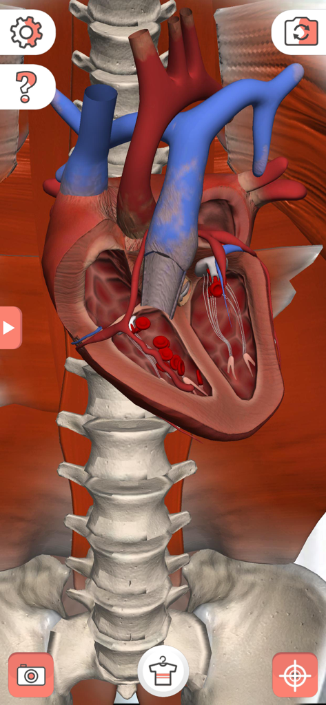 Vista 3D de realidad aumentada de un corazón humano y la columna vertebral en la app Camiseta Mágica