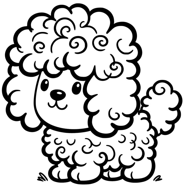 white dog with curly hair