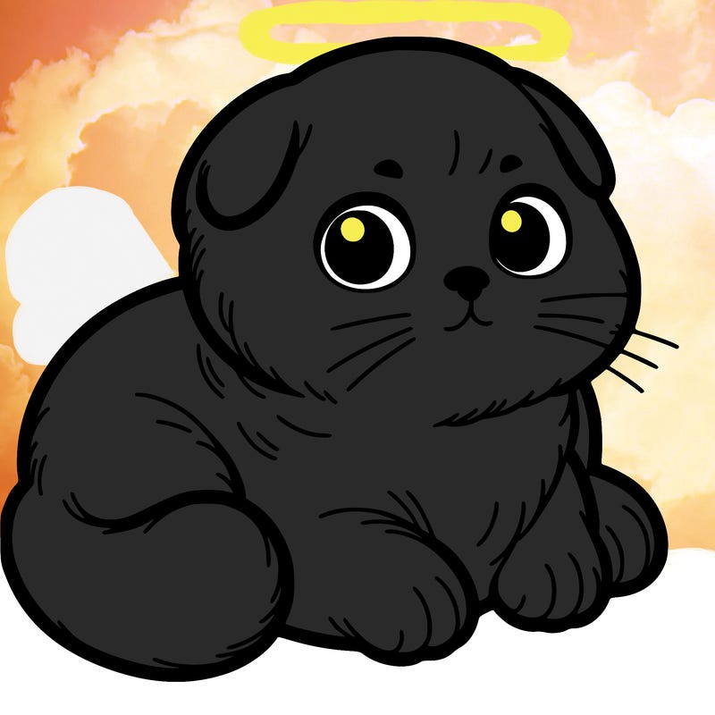 scottish fold cat