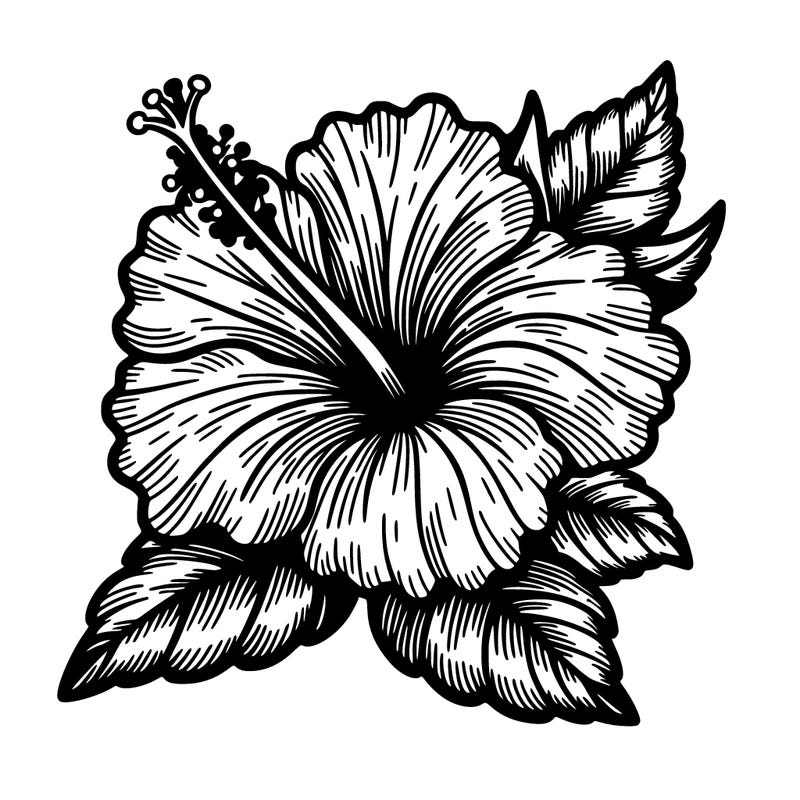 hibiscus detailed flower drawing beautiful