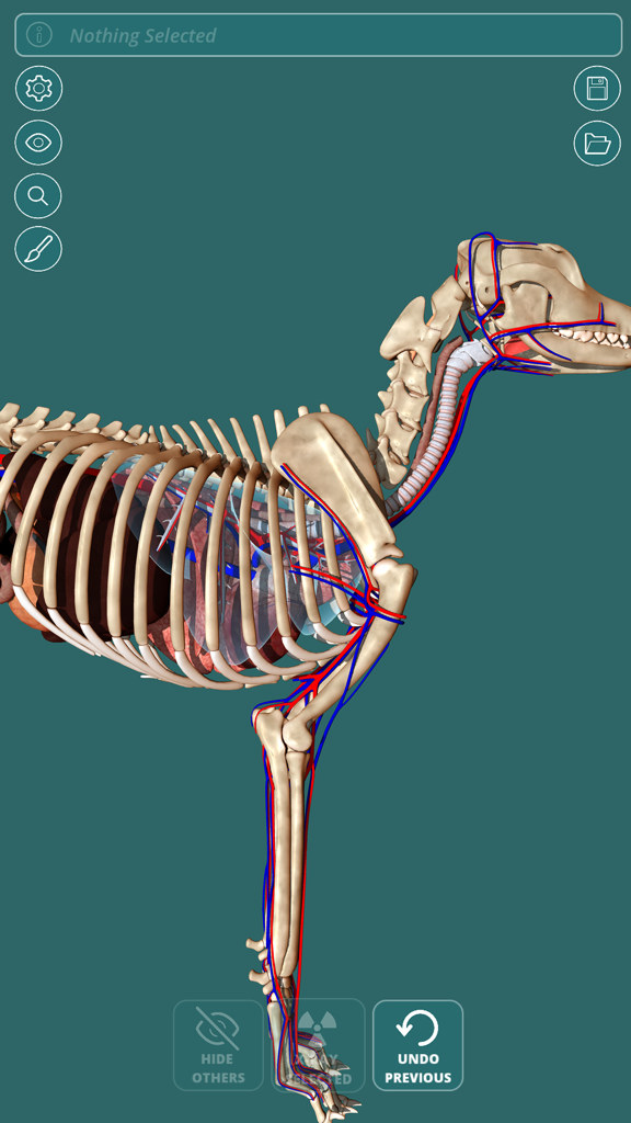 3D interactive model of a dog skeleton and circulatory system in the Visual Anatomy app