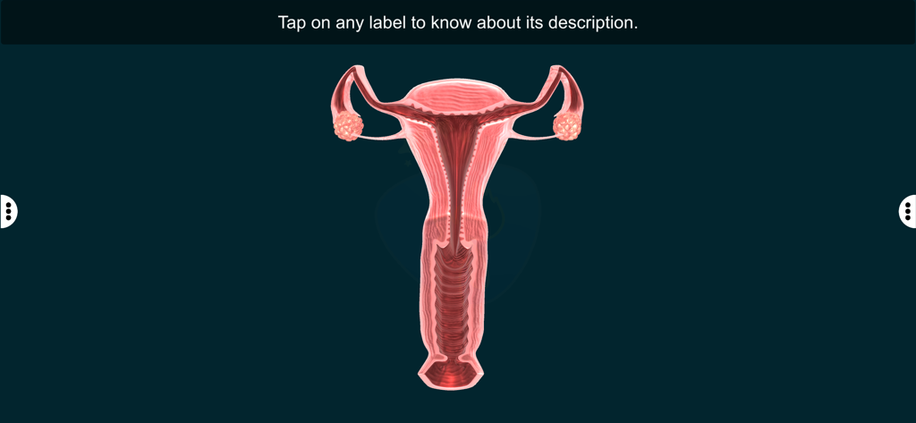 Female Repro Sys - EduTech Era - 3D interactive anatomical model of the human female reproductive system showing uterus and ovaries