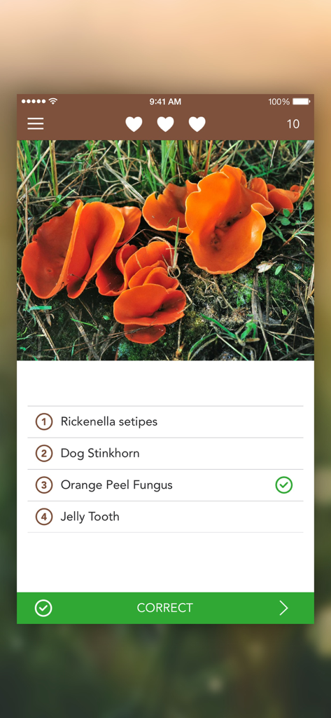 Mushrooms PRO - Hunting Safe - オレンジピール菌の正解を表示するキノコ識別クイズゲーム画面