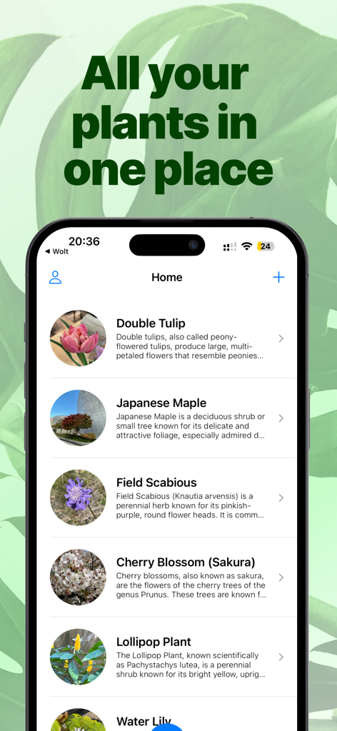 Interface of the Plant Identifier app showing a saved collection of identified plants with photos and descriptions.