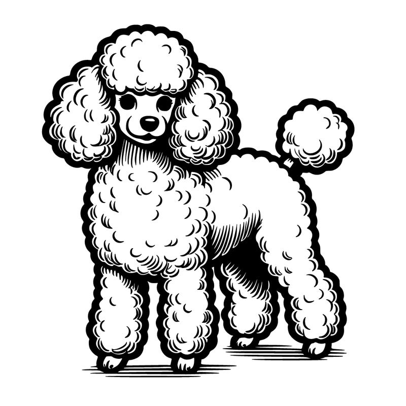 toy poodle realistic