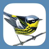 Sibley Birds 2nd Edition - App Icon