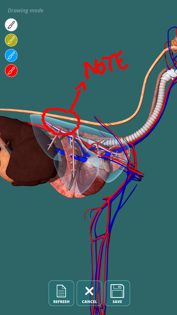 A 3D model of canine internal organs with handwritten notes in the app's drawing mode.
