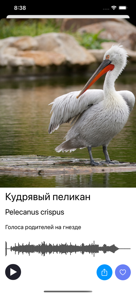 Screenshot of the EcoGuide Bird Voices app featuring a Dalmatian Pelican with audio playback controls and waveform.