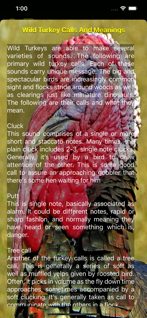 Educational screen of the Turkey Hunting Calls App showing descriptions of various turkey sounds like cluck, putt, and tree call over an image of a wild turkey.