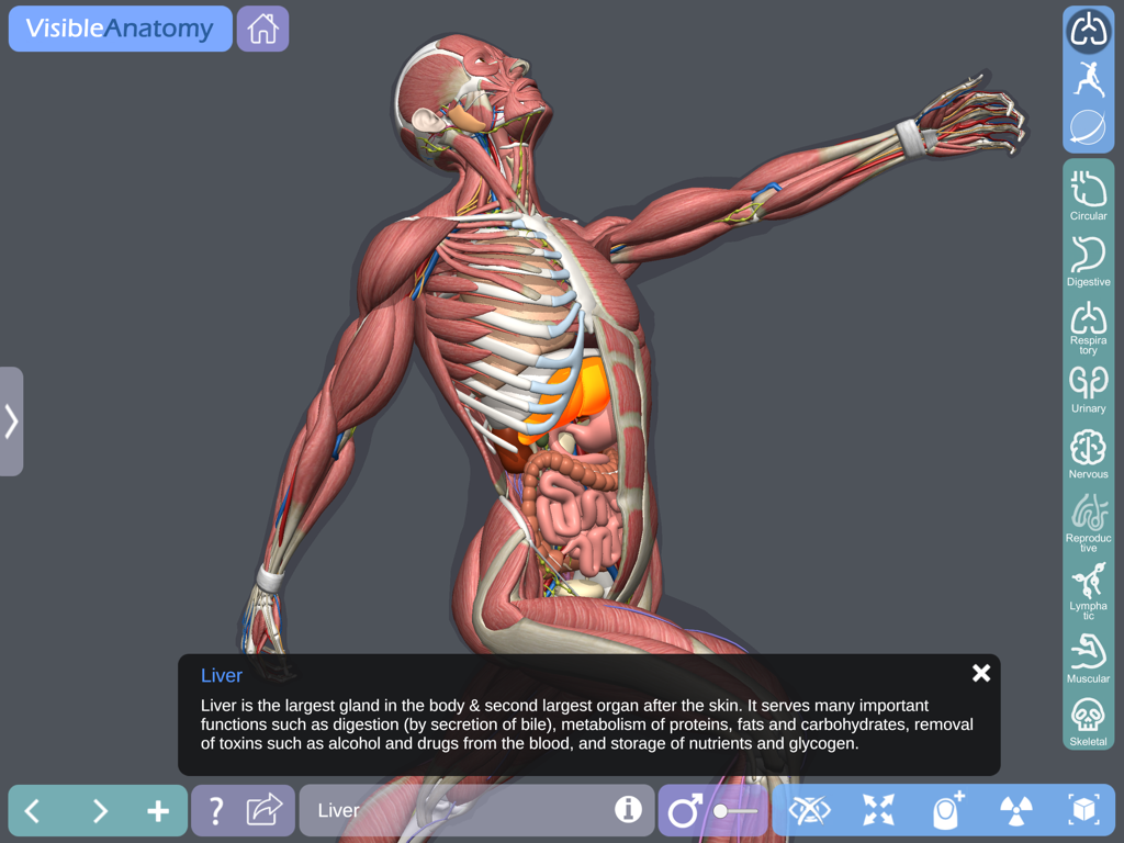 Visible Anatomy - A 3D human anatomy model with the liver highlighted and a descriptive medical text box