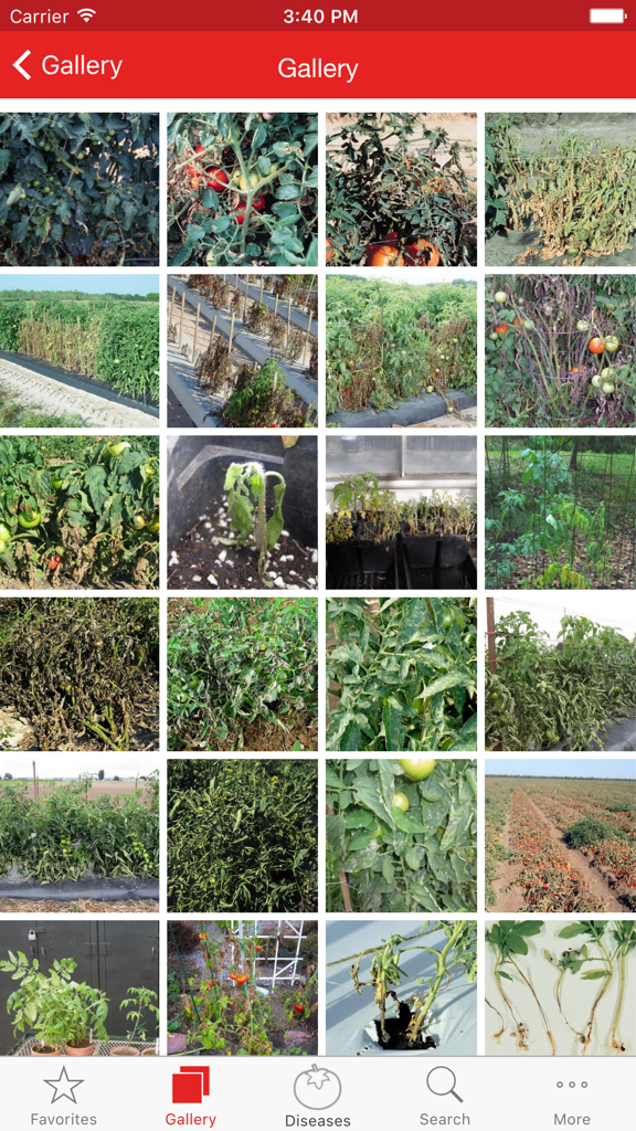 Tomato MD - A visual gallery of tomato plant diseases and pests for identification in the Tomato MD app.