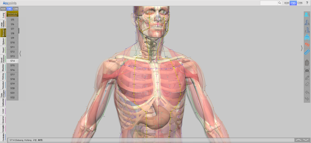3D anatomical visualization of human acupuncture points and meridians