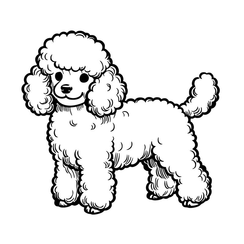 realistic mini poodle