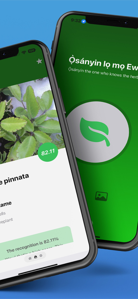 Two smartphones showing the Osanyin Yoruba Herbs app splash screen and a plant identification result for Pinnata with Yoruba nomenclature